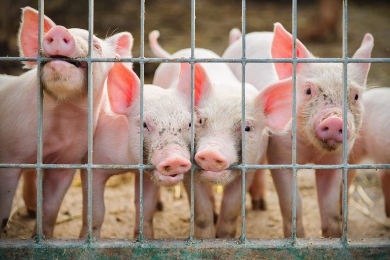 Why don’t Jews Eat or Can’t Eat Pork?