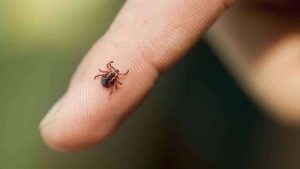 What does it mean to dream of ticks? you need changes!