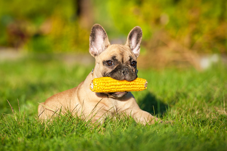 Can Dogs Eat Corn: A Comprehensive Guide for Dog Owners