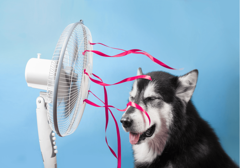 How to Keep a Dog Cool