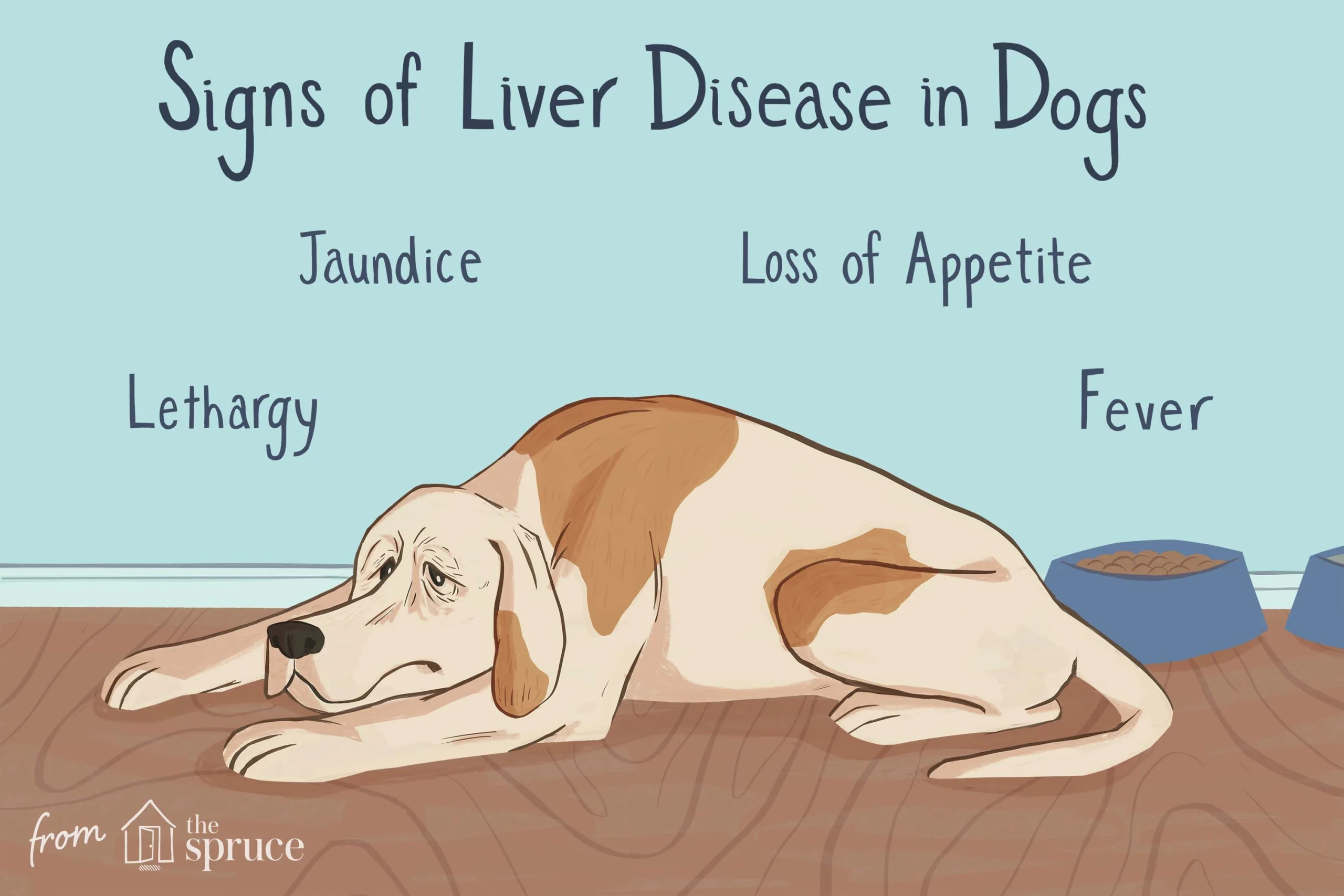 dogs liver disease